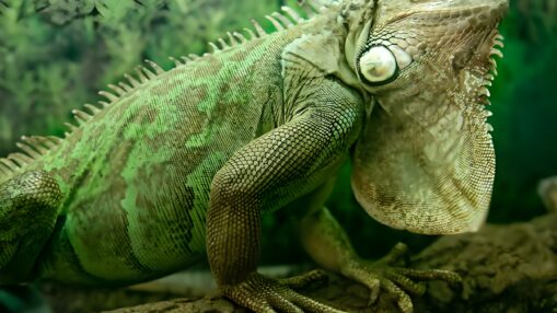 攻击性“绿巨人”蜥蜴正在抹杀数百万年的进化