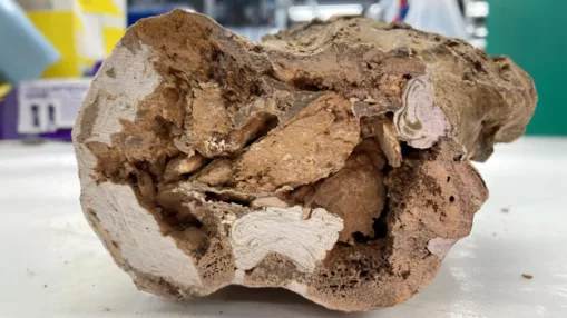 古生物学重大突破：6600万年恐龙骨骼现有机分子