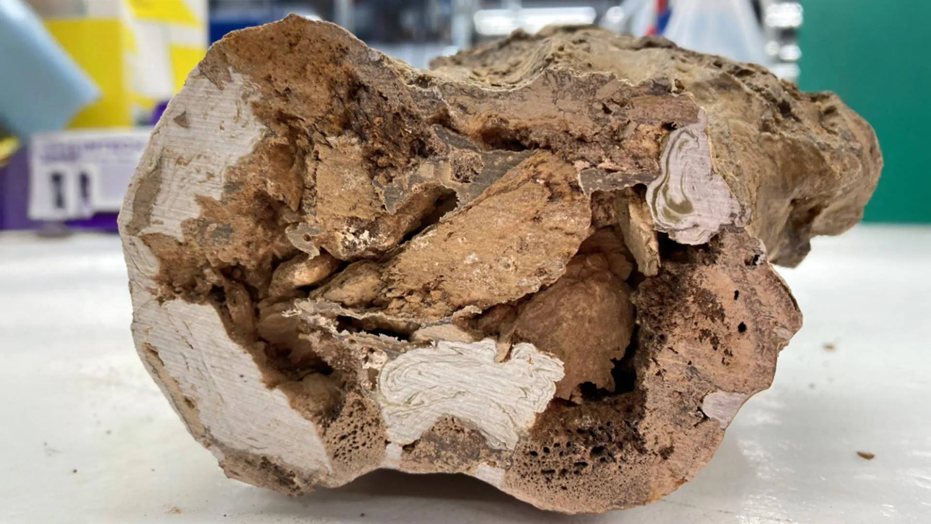 古生物学重大突破：6600万年恐龙骨骼现有机分子
