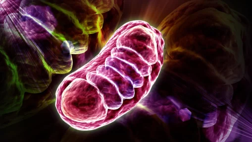 科学家发现超级增强细胞能量的关键营养素