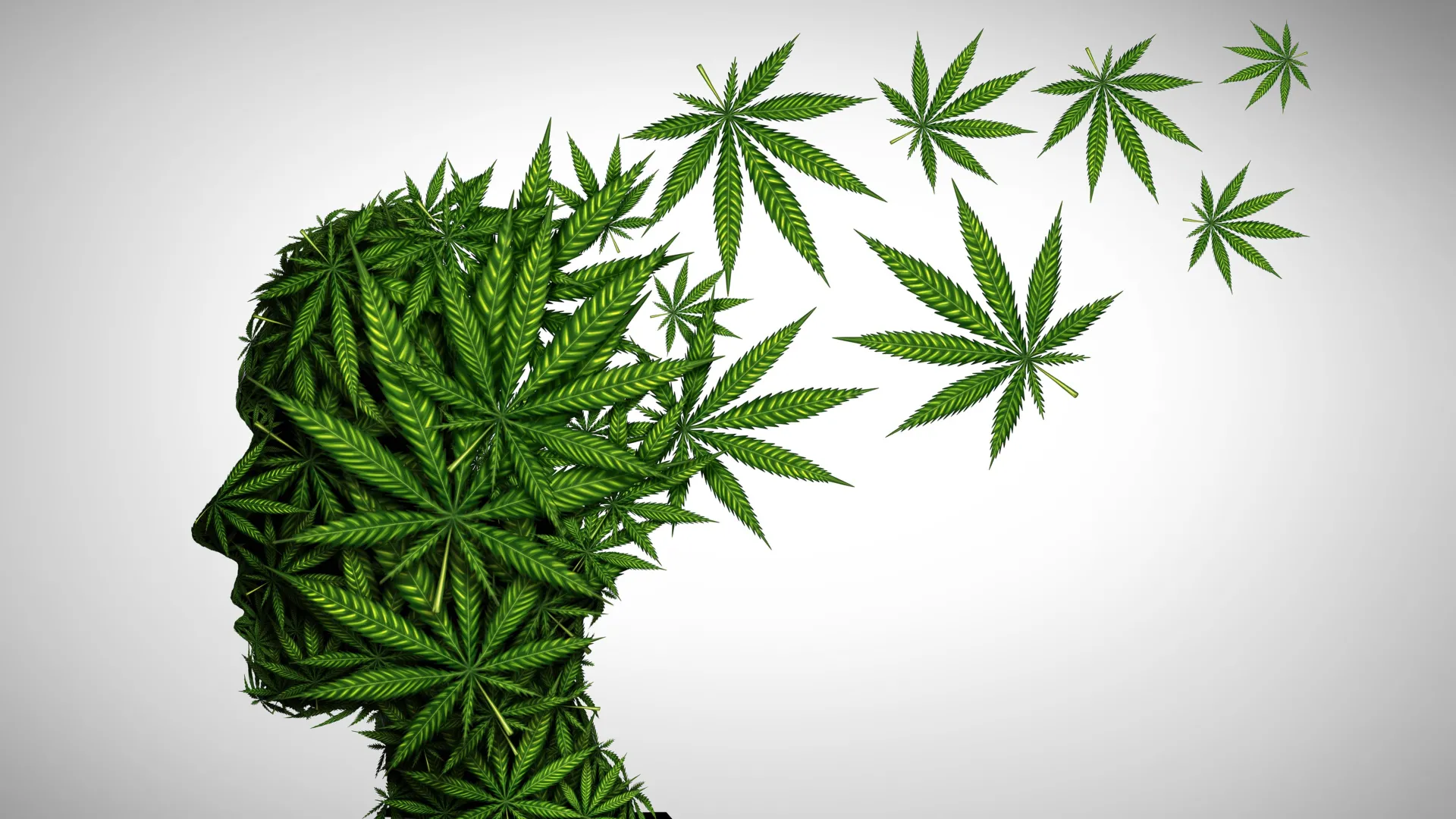 65岁后使用大麻安全吗？斯坦福专家警示5大潜在风险